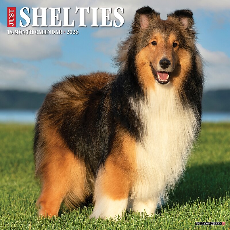 2026 Willow Creek Shelties 12" x 12" Monthly Wall Calendar (52761) image 1