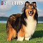 2026 Willow Creek Shelties 12" x 12" Monthly Wall Calendar (52761)~#|#~CC874A1B-5718-408D-8A8EAC831F3F4FDF_sc7