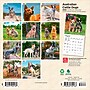 2026 BrownTrout Australian Cattle Dogs 7" x 7" Monthly Wall Calendar (9798330702183)~#|#~CC949A56-68AA-448F-A922150B9E28ED24_sc7