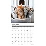 2027 Willow Creek Maine Coon Kittens 12" x 12" Monthly Wall Calendar, Assorted Colors (61138)~#|#~CD3FF1B6-3CA6-4085-B9CE303942C10F2B_sc7