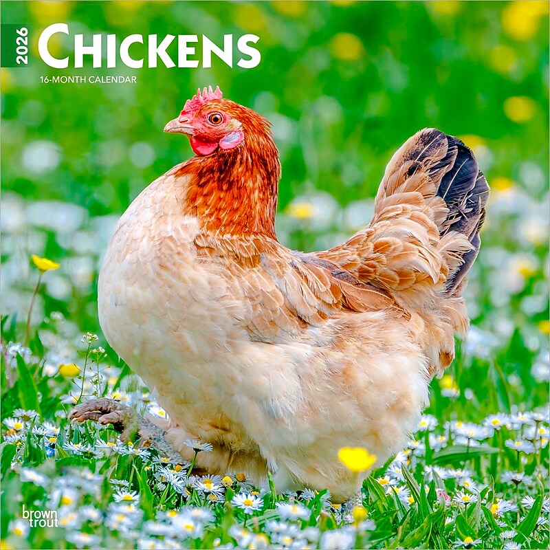 2026 BrownTrout Chickens 12" x 12" Monthly Wall Calendar (9798330702909) image 1