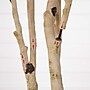 Nearly Natural 9' Autumn Birch Artificial Fall Tree (T4806)~#|#~CDEDC7BA-77F5-4451-8F35BC33059500AB_sc7