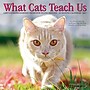 2027 Willow Creek What Cats Teach Us 7" x 7" Monthly Wall Calendar (64276)~#|#~CE52079B-5A79-4952-AFFD23C8DFA458A2_sc7