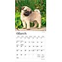 2026 BrownTrout Pug Puppies 7" x 7" Monthly Wall Calendar (9798330705214)~#|#~CE5ACA2C-5D05-44C7-BF7192CC7F9FF2A3_sc7