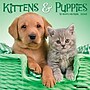 2026 Willow Creek Kittens & Puppies 12" x 12" Monthly Wall Calendar (51702X)~#|#~CE80CE5D-453A-4828-9184E9C27FF10A61_sc7