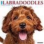 2026 Willow Creek Labradoodles 12" x 12" Monthly Wall Calendar (51726)~#|#~CEBBFD37-12F1-4304-A5D3974C7076FDEA_sc7