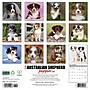 2026 Willow Creek Australian Shepherd Puppies 12" x 12" Monthly Wall Calendar (49976)~#|#~CEEF9113-4BB1-4E3F-AB6D5A4D9EA6D624_sc7