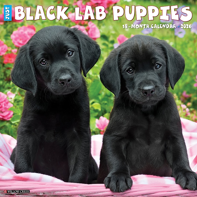 2026 Willow Creek Black Lab Puppies 12" x 12" Monthly Wall Calendar (50309) image 1