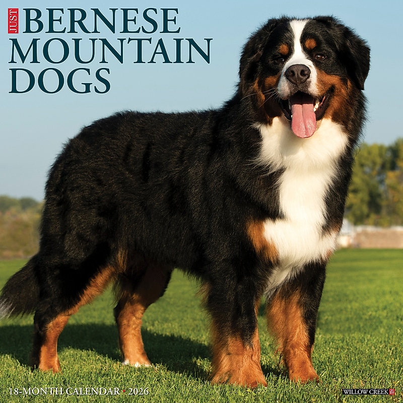 2026 Willow Creek Bernese Mountain Dogs 12" x 12" Monthly Wall Calendar (50187) image 1