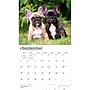 2027 BrownTrout For the Love of French Bulldogs 14" x 12" Monthly Wall Calendar, Assorted Colors (9798330714704)~#|#~CF65D9F0-2031-4FBF-83AD1034004E68C1_sc7