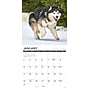 2027 Willow Creek What Dogs Teach Us 12" x 12" Monthly Wall Calendar, Assorted Colors (62890)~#|#~CF7DAA6B-A232-4D9F-954592C7C8CE049A_sc7