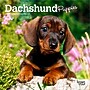 2026 BrownTrout Dachshund Puppies 7" x 7" Monthly Wall Calendar (9798330703081)~#|#~CFB3D589-9F42-4CEC-A2D7C51337BE9D8D_sc7