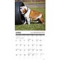 2026 Willow Creek Bulldog Bad Boys 12" x 12" Monthly Wall Calendar (50415)~#|#~D0397DFE-64E7-44A4-B8691369AD9EE793_sc7
