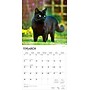 2026 BrownTrout Black Cats 12" x 12" Monthly Wall Calendar (9798330702480)~#|#~D085F531-4771-4210-A1E6C0D23C952350_sc7