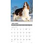 2027 Willow Creek English Springer Spaniels 12" x 12" Monthly Wall Calendar (60094)~#|#~D0F4B7B9-D03E-4302-8DFFFE66D0A68CCE_sc7