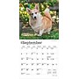2026 BrownTrout Welsh Corgis 7" x 7" Monthly Wall Calendar (9798330706228)~#|#~D11F67FA-ED56-495B-805CD674E57F034F_sc7