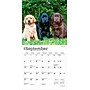 2026 BrownTrout Lab Puppies 7" x 7" Monthly Wall Calendar (9798330704163)~#|#~D12F80DD-66FF-41E3-AA60D74E3B6E6381_sc7