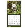 2027 TF Publishing Wolves 12" x 12" Monthly Wall Calendar, Multicolored (27-1035)~#|#~D135675C-2F98-44D2-8673BF5982BAB67D_sc7
