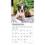2027 BrownTrout Boston Terrier Puppies 7" x 7" Monthly Wall Calendar, Assorted Colors (9798330709939)~#|#~D148213B-F658-4649-A1BACD75B61A20BE_sc7
