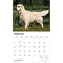 2027 BrownTrout For the Love of Golden Retrievers 14" x 12" Monthly Wall Calendar, Assorted Colors (9798330709267)~#|#~D1A7FF21-0073-462F-B49948FCD6A4C22C_sc7