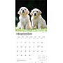 2026 BrownTrout Golden Retriever Puppies 12" x 12" Monthly Wall Calendar (9798330703463)~#|#~D1F54435-74D2-4E44-A28170FDA009CE53_sc7