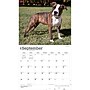 2027 BrownTrout For the Love of American Pit Bull Terriers 14" x 12" Monthly Wall Calendar, Assorted Colors (9798330714759)~#|#~D21CBFF1-28B7-4B94-9198D5B4BD4D51D3_sc7