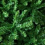 Nearly Natural 14' Artificial Slim Green Mountain Pine Christmas Tree with 1600 Warm White LED Lights (T4780)~#|#~D2503976-E5C5-4A30-BCBDE625B1F94FDD_sc7