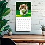 2027 BrownTrout Maine Coon Cats 12" x 12" Monthly Wall Calendar (9798330711819)~#|#~D28F1187-F551-40B4-96100F080A07112E_sc7
