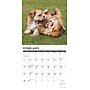 2027 Willow Creek Puppy Playmates 12" x 12" Monthly Wall Calendar, Assorted Colors (61961)~#|#~D2A71016-1E71-4FF2-95A08953B244B13E_sc7