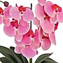 National Tree Company 21" Pink Orchid Flower in White Basket (MT81-PH0254PPK)~#|#~D2B77862-31A1-41BC-8E94C1344DA5A6B7_sc7