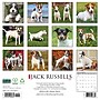 2027 Willow Creek Jack Russells 12" x 12" Monthly Wall Calendar (60834)~#|#~D2BD1261-B907-4990-8A82913C3BBDA4A6_sc7