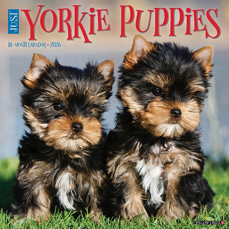 2026 Willow Creek Yorkie Puppies 12" x 12" Monthly Wall Calendar, Reversible (53362) image 1
