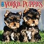 2026 Willow Creek Yorkie Puppies 12" x 12" Monthly Wall Calendar, Reversible (53362)~#|#~D2E2FCD7-82F4-40F8-ACBB792191BC9549_sc7