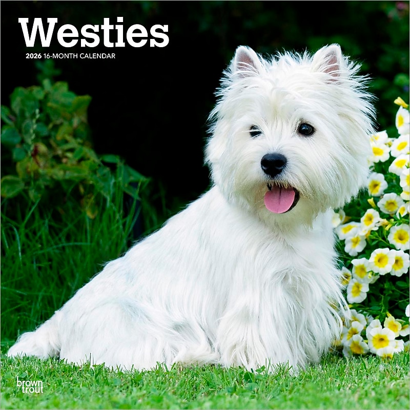 2026 BrownTrout West Highland White Terriers 12" x 12" Monthly Wall Calendar (9798330706280) image 1