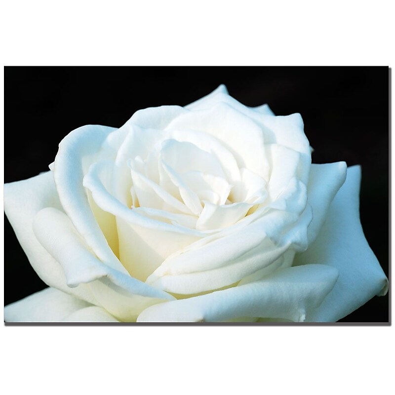 Trademark Fine Art Kurt Shaffer 'White Rose' Canvas Art image 1