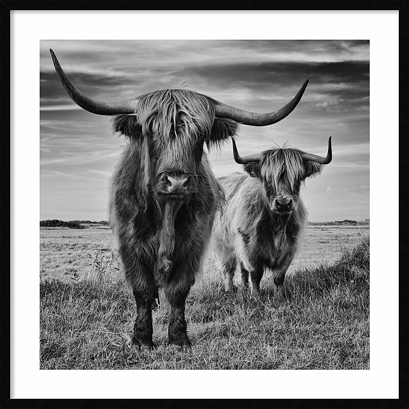 Amanti Art Highland Cow Couple by Stephane Pecqueux Wood Framed Wall Art Print, 33" x 33" (A42677163164) image 1