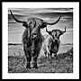 Amanti Art Highland Cow Couple by Stephane Pecqueux Wood Framed Wall Art Print, 33" x 33" (A42677163164)~#|#~D36E0741-0D68-4907-AEA9946FB2043A89_sc7