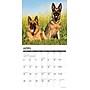 2026 Willow Creek German Shepherds 12" x 12" Monthly Wall Calendar (51238)~#|#~D3DE2BFC-EC3D-4D46-AA47724CF6817E7C_sc7