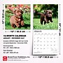 2027 BrownTrout Chocolate Labrador Retriever Puppies 12" x 12" Monthly Wall Calendar (9798330712533)~#|#~D3E3FB4B-78A1-4488-800518E18E3AF985_sc7