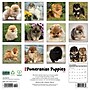 2026 Willow Creek Pomeranian Puppies 12" x 12" Monthly Wall Calendar (52419)~#|#~D3E8DFB8-557F-4F9A-B9E30D267D330987_sc7