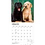 2027 BrownTrout Labrador Retriever Puppies 12" x 12" Monthly Wall Calendar (9798330712519)~#|#~D3EBE0DB-4A76-4218-BDA790CEB6490B87_sc7