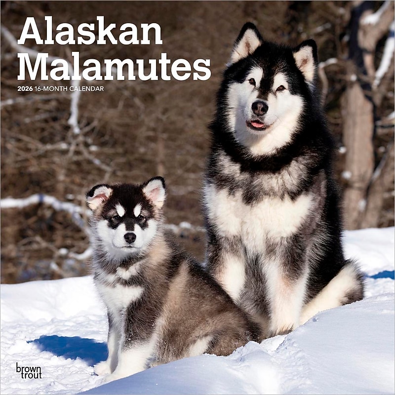 2026 BrownTrout Alaskan Malamutes 12" x 12" Monthly Wall Calendar (9798330702053) image 1
