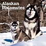 2026 BrownTrout Alaskan Malamutes 12" x 12" Monthly Wall Calendar (9798330702053)~#|#~D3EFE15F-E253-4792-B8EFDF402EF4790C_sc7