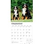 2026 BrownTrout Bernese Mountain Dogs 12" x 12" Monthly Wall Calendar (9798330702398)~#|#~D3F48275-CF56-4998-A41A87E2494165E4_sc7