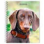 2027 BrownTrout Dachshunds 6.5" x 7.8" Calendar Year Weekly Standard Planner, Multicolor (9798330709489)~#|#~D41E0511-E591-44BF-A8868BFC6BA23D24_sc7