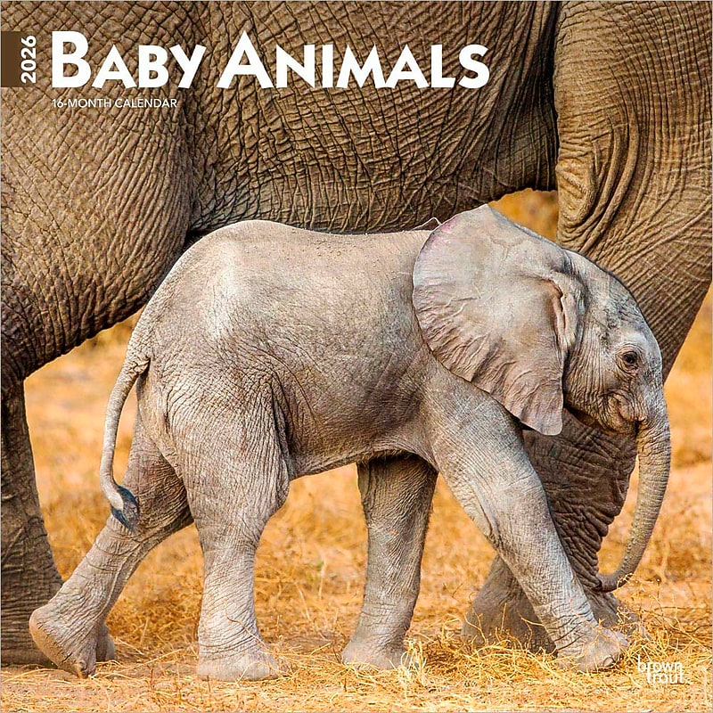 2026 BrownTrout Baby Animals 12" x 12" Monthly Wall Calendar (9798330702244) image 1