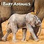 2026 BrownTrout Baby Animals 12" x 12" Monthly Wall Calendar (9798330702244)~#|#~D41ECFDB-0CC1-4A20-85A8249FFD14281A_sc7