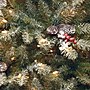 National Tree Company Snowy Dunhill Fir Artificial Christmas Trees, 7.5 ft. (DUF-300-75)~#|#~D47741A1-CEF0-4771-88BBD53EFC7A4FDD_sc7