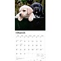 2026 BrownTrout Labrador Retriever Puppies 12" x 12" Monthly Wall Calendar (9798330704170)~#|#~D47CD28C-D704-4D7B-A8BA370F837C5B55_sc7