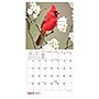 2027 TF Publishing Backyard Birds 7" x 7" Monthly Wall Calendar, Multicolored (27-2013)~#|#~D4844635-1A47-4DA3-B2DBA3E35CF84524_sc7